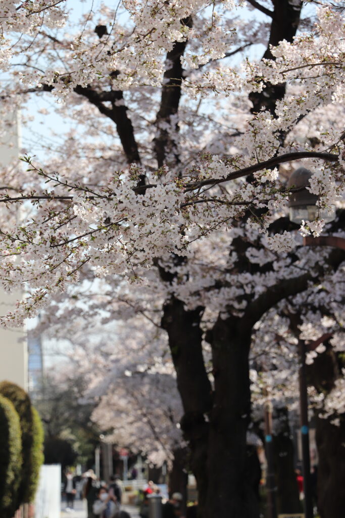 桜 桜 桜 介護付有料老人ホーム ロイヤルライフ奥沢 東京 世田谷