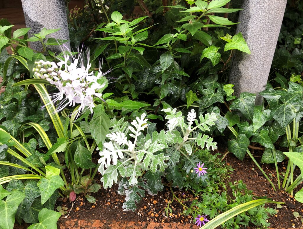 猫のひげ 介護付有料老人ホーム ロイヤルライフ奥沢 東京 世田谷